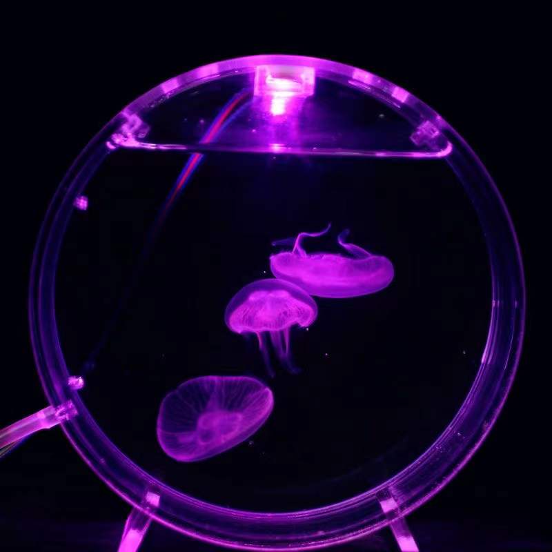 Aquarium Fish In Bowl - Akvaryum masaüstü denizanası tankı denizyıldızı mini