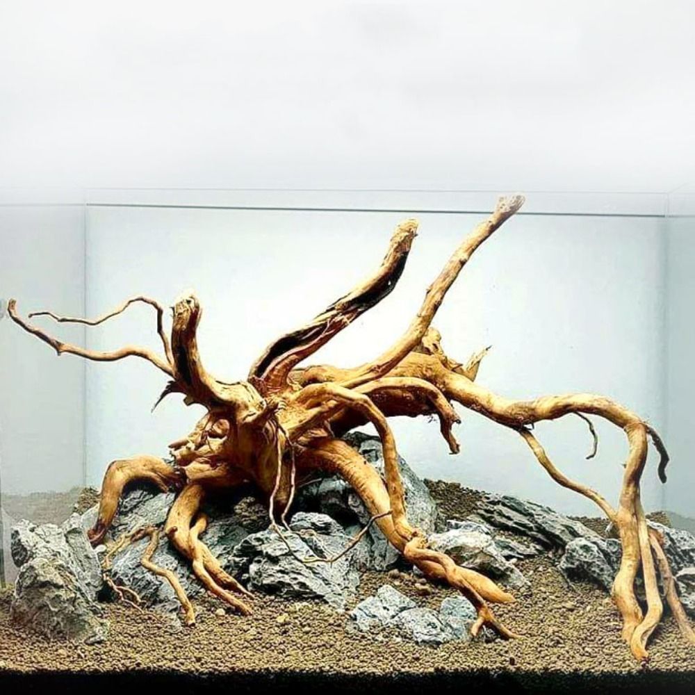 Aquarium Fish In Bowl - 20-25CM Büyük Akvaryum Driftwood Doğal Balık