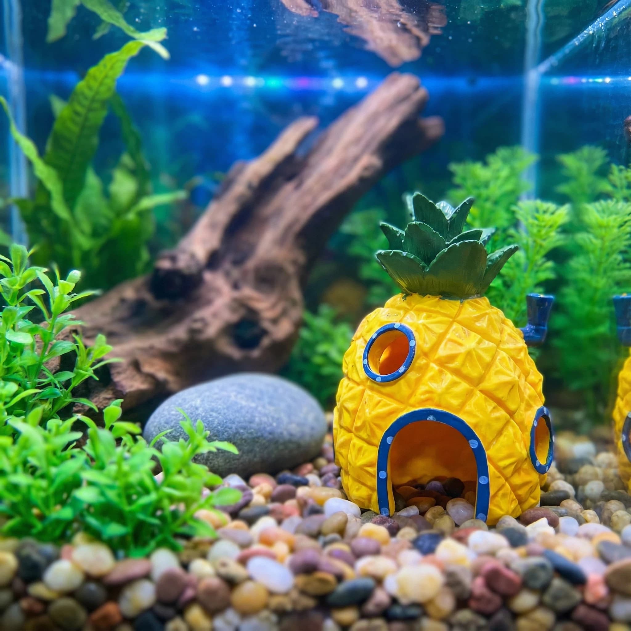 Aquarium Fish Hiding Places - Ananas Evi Akvaryum Dekoru, Betta Karidesleri