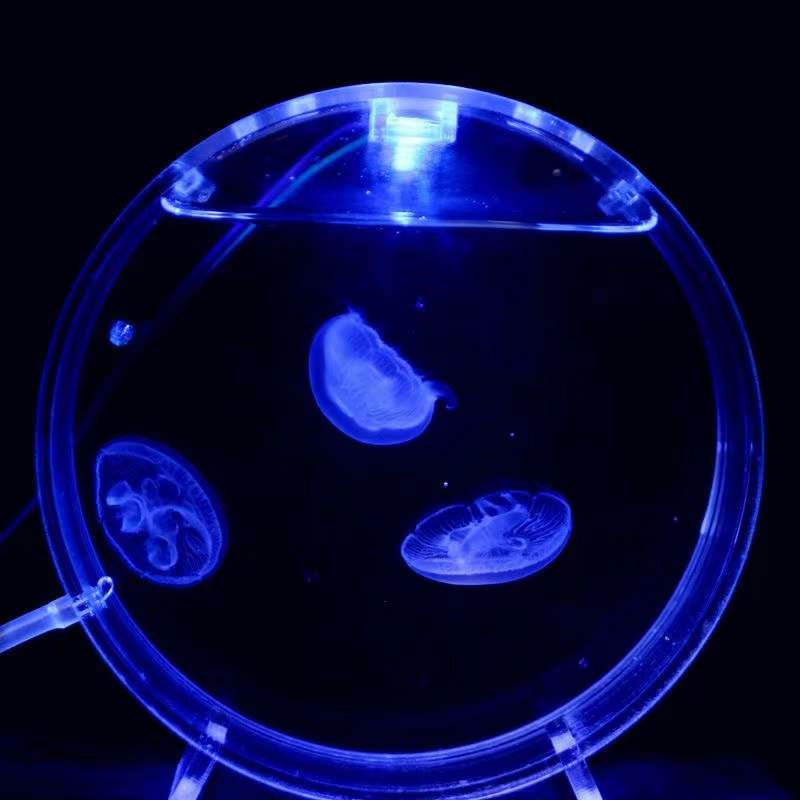 Akvaryum masaüstü denizanası t - Aquarium Fish In Bowl incelemesi ve fiyatı