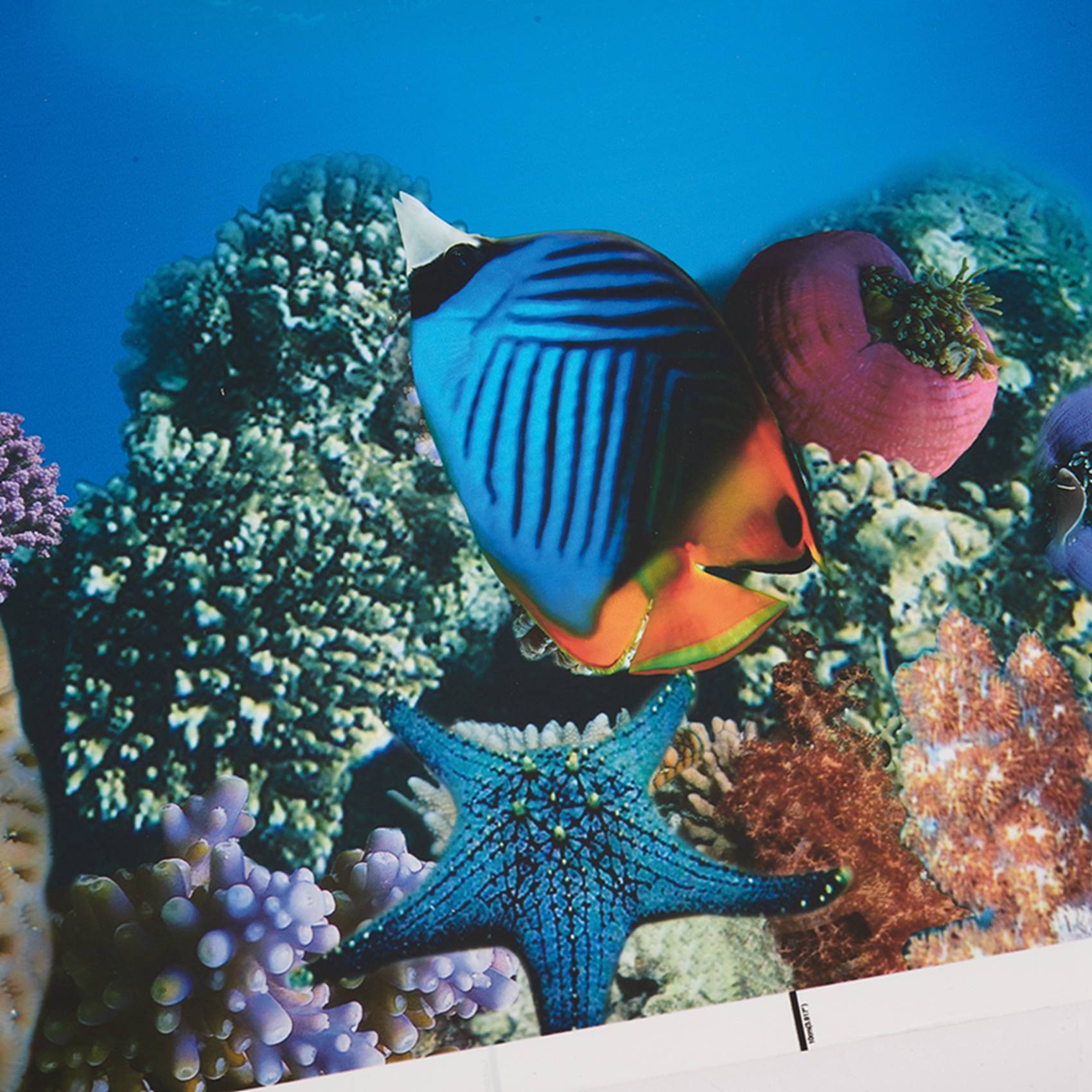 A77I Akvaryum Arka Plan Kağıdı - Aquarium Fish Wallpaper Hd incelemesi ve fiyatı