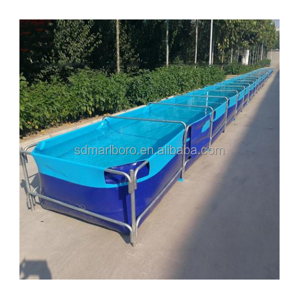 AIROW Özel Ticari Yüksek Kalit - Aquarium Fish For Sale incelemesi ve fiyatı
