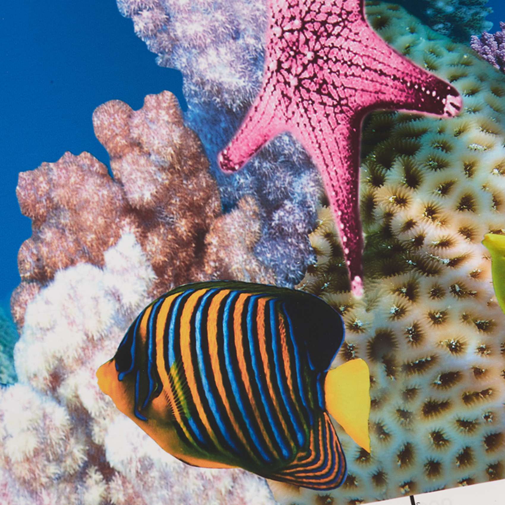 BAAU Akvaryum Arka Plan Kağıdı - Aquarium Fish Wallpaper Hd incelemesi ve fiyatı