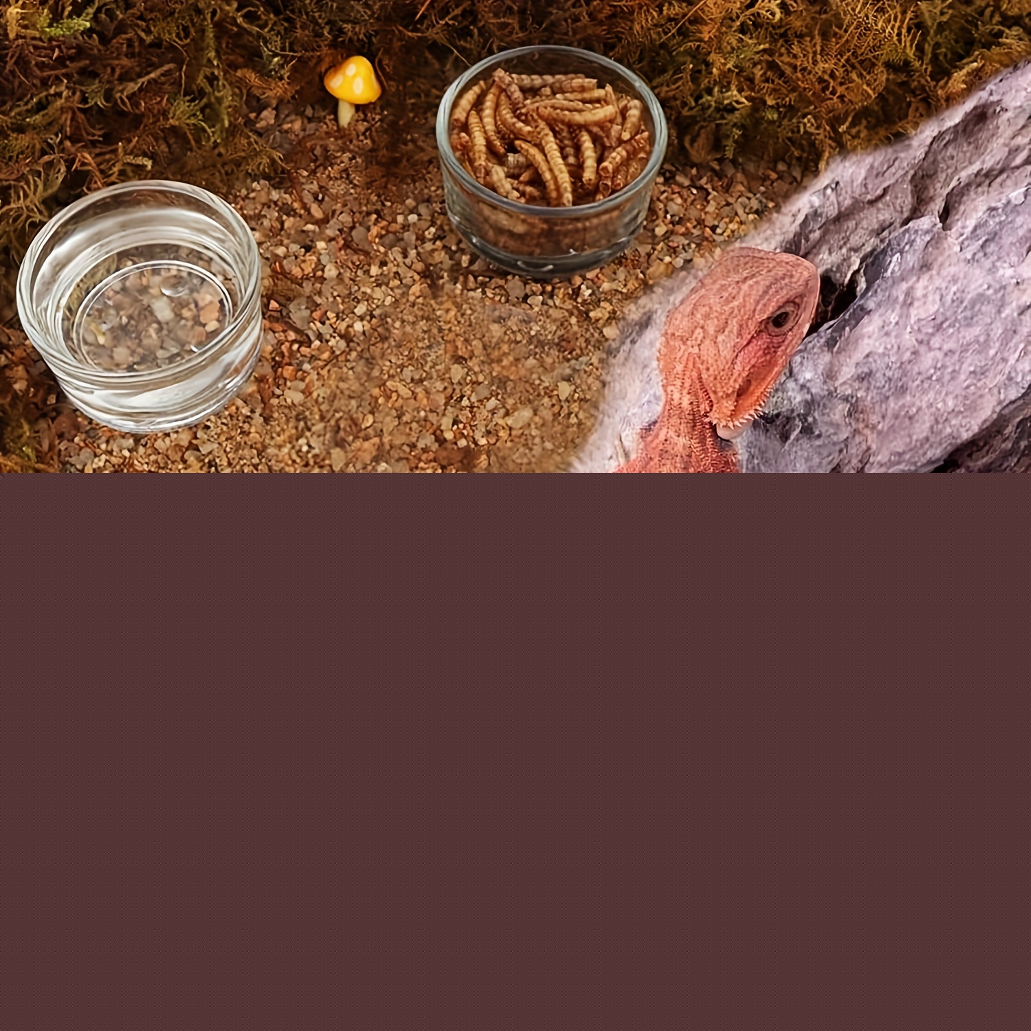 Cam Akvaryum Mini Boy Karides  - Aquarium Fish In Bowl incelemesi ve fiyatı