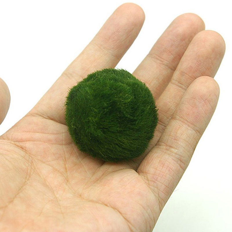 Marimo Yosun Topları Canlı Akv - Aquarium Fish Ball incelemesi ve fiyatı