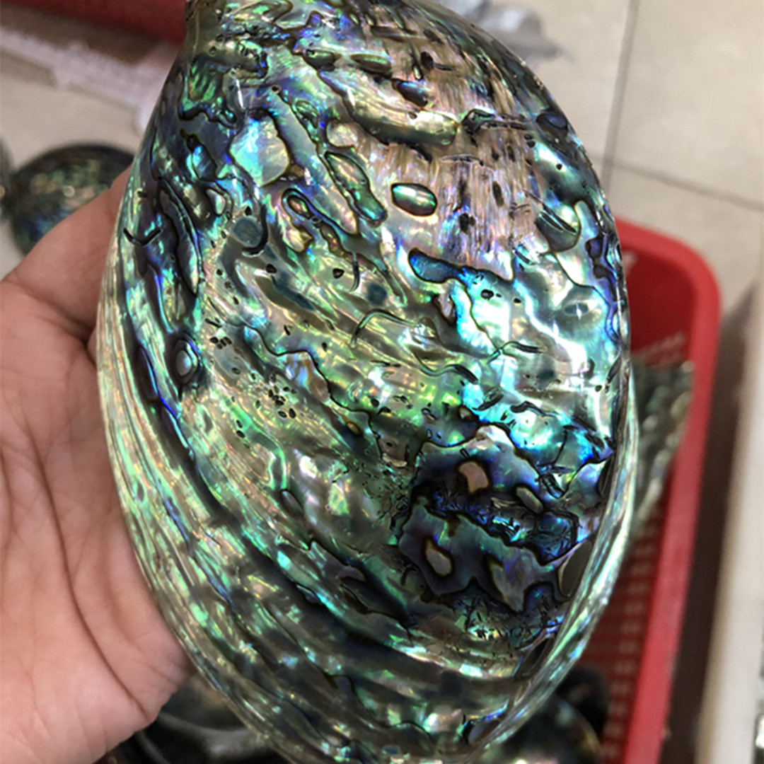1 adet yeni zelanda doğal cila - Aquarium Fish New Zealand incelemesi ve fiyatı