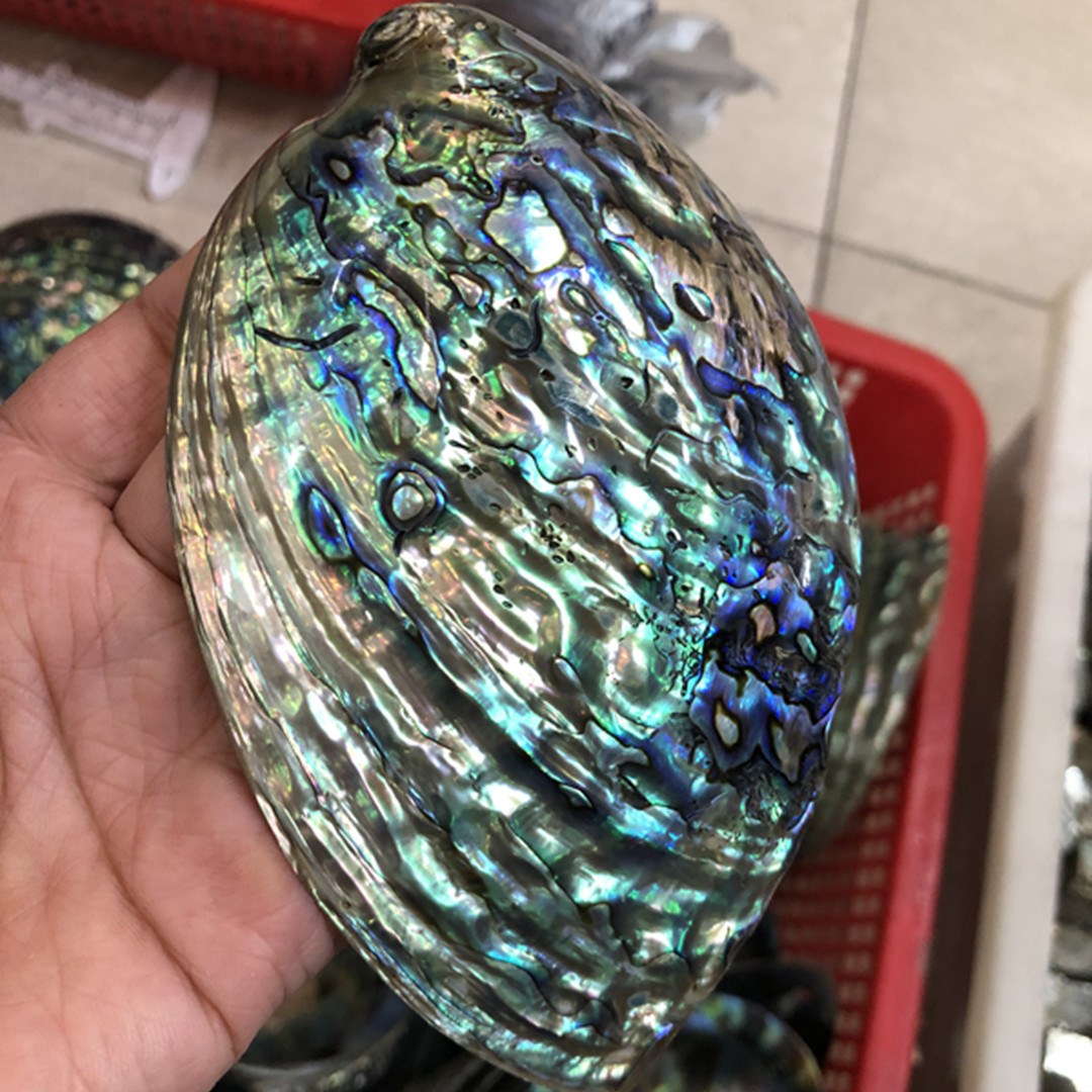 1 adet yeni zelanda doğal cila - Aquarium Fish New Zealand incelemesi ve fiyatı