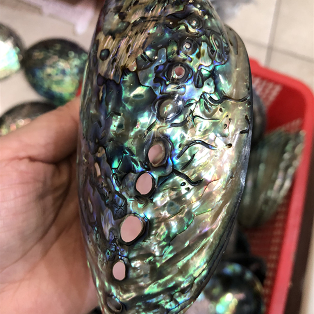 1 adet yeni zelanda doğal cila - Aquarium Fish New Zealand incelemesi ve fiyatı