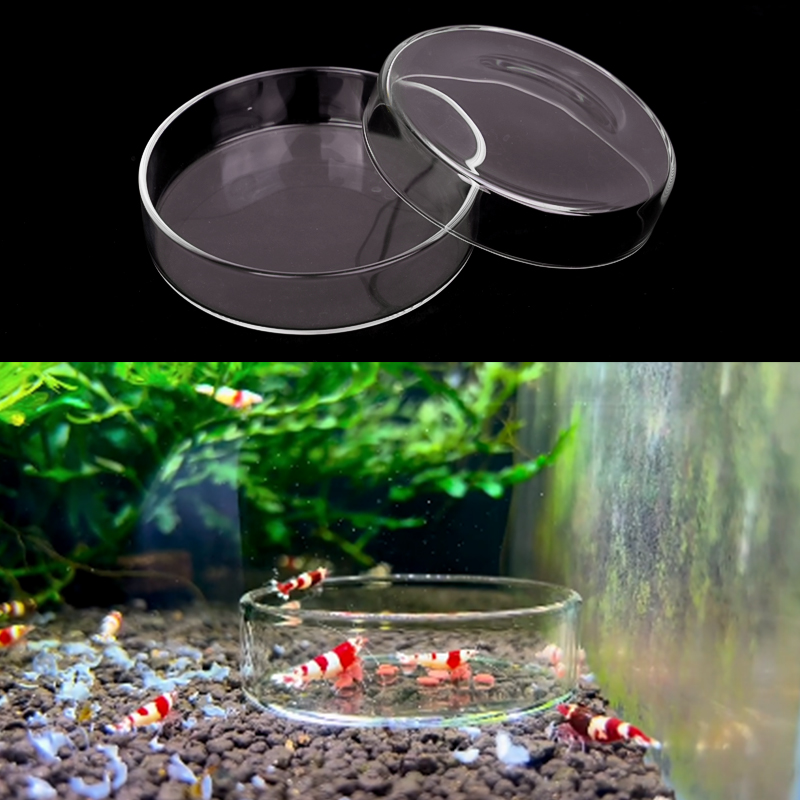 Karides besleme kabı Yüksek Şe - Aquarium Fish In Bowl incelemesi ve fiyatı