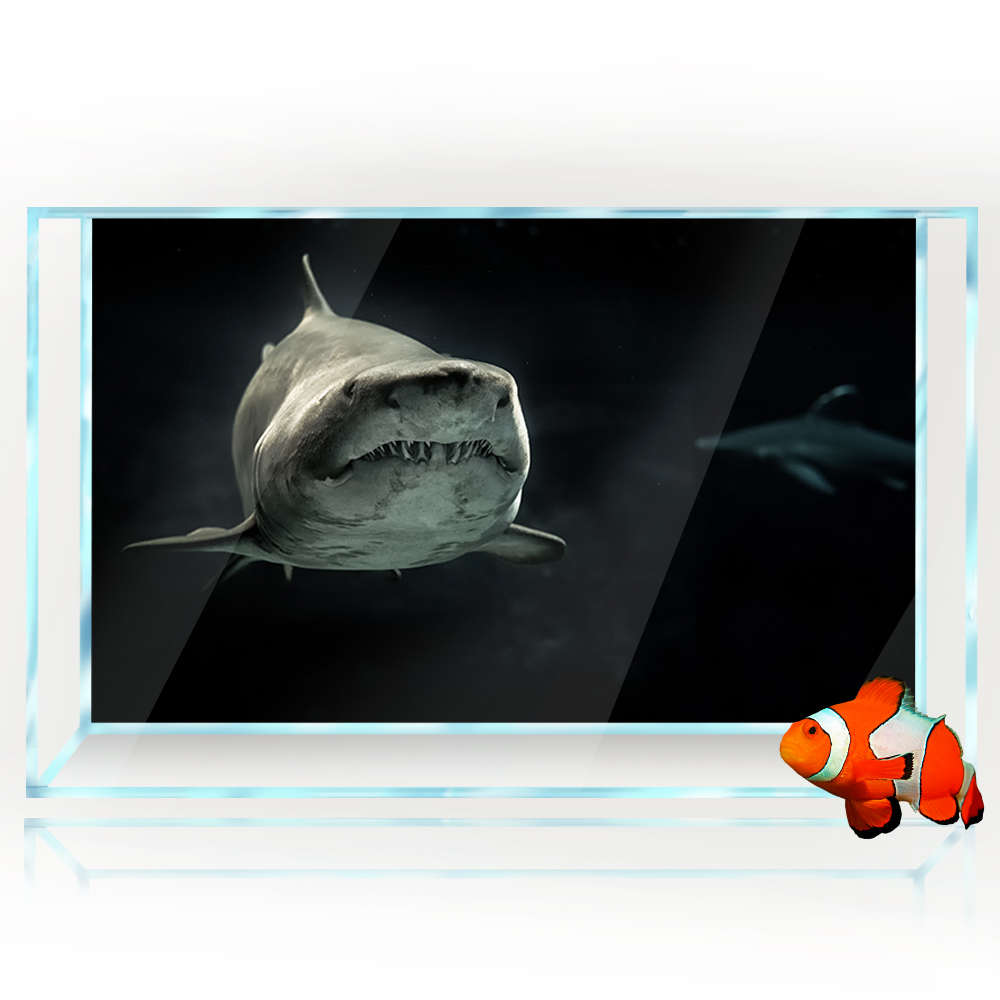 Akvaryum Arka Plan 3D Köpekbal - Aquarium Fish Wallpaper Hd incelemesi ve fiyatı